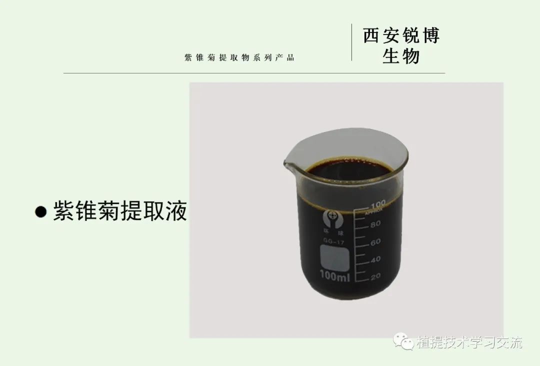 紫錐菊提取物