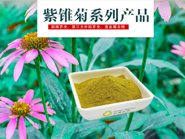 紫錐菊提取物
