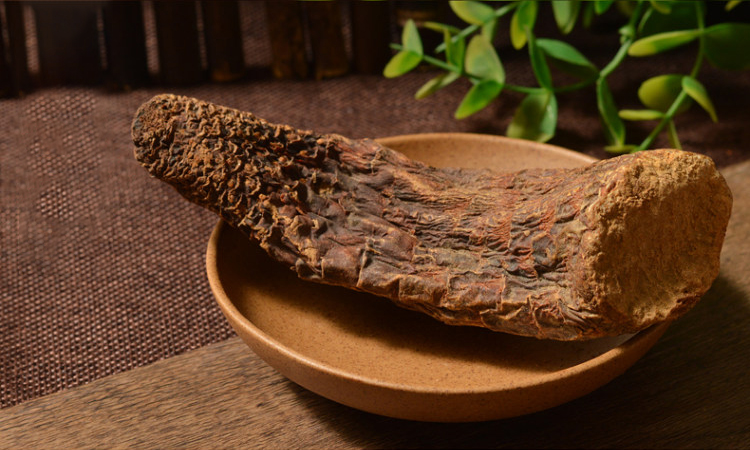肉蓯蓉提取物