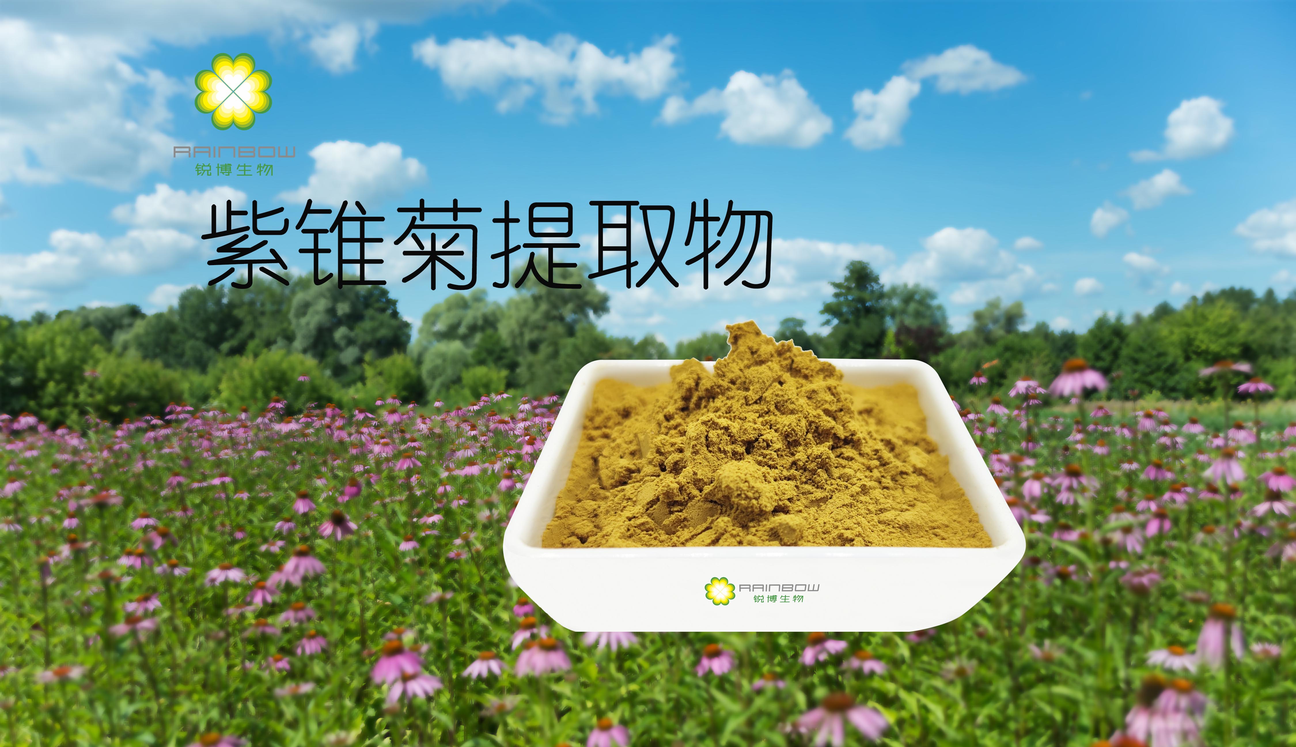 紫錐菊提取物