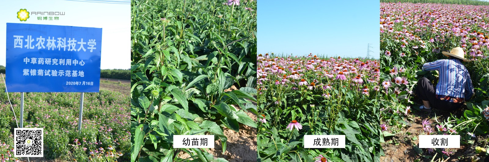 紫錐菊提取物
