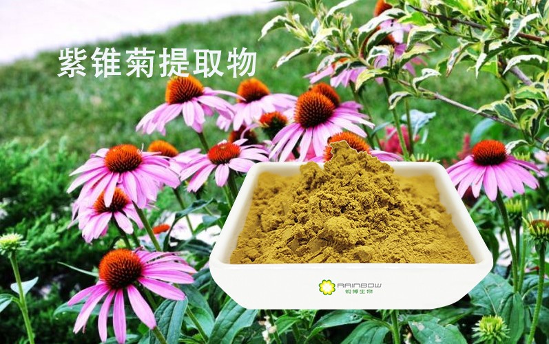 紫錐菊提取物