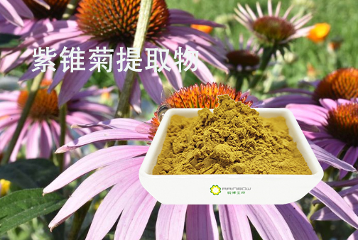 紫錐菊提取物