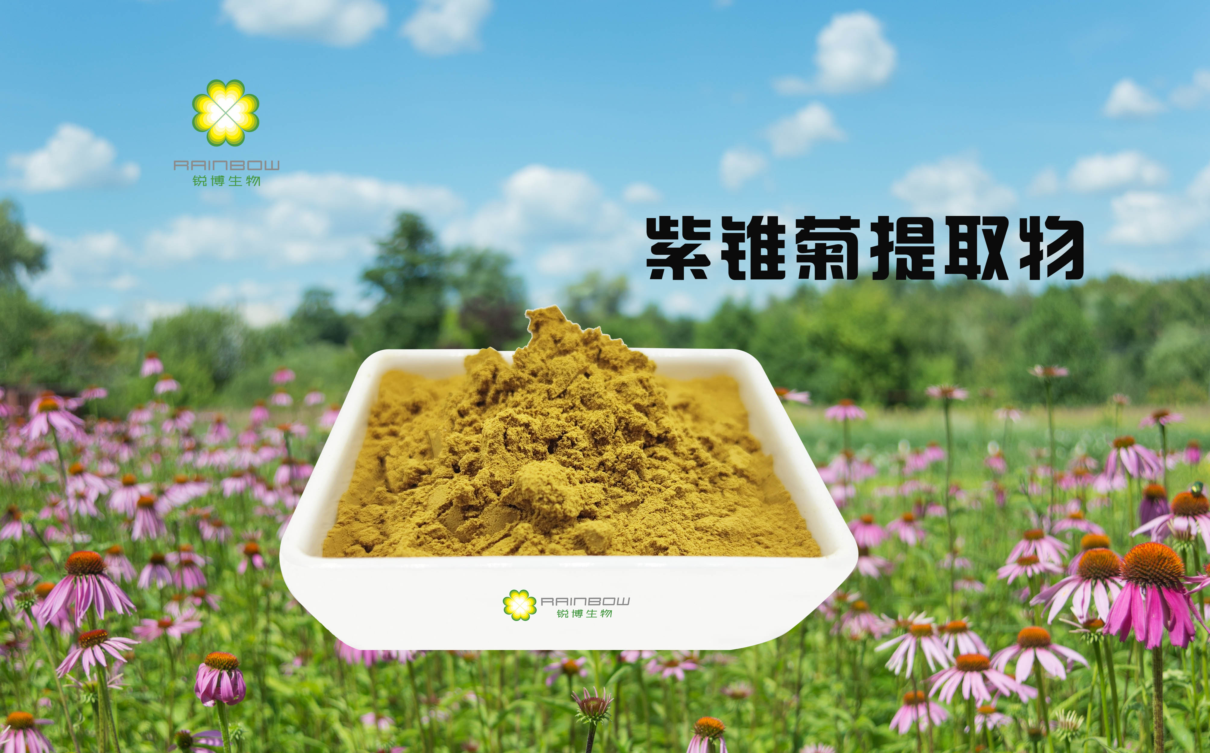 紫錐菊提取物