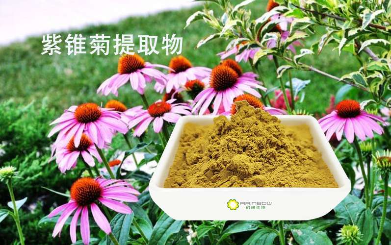 紫錐菊提取物